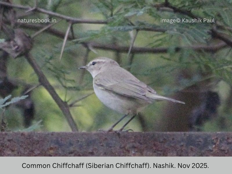 Common Chiffchaff - ML645144697
