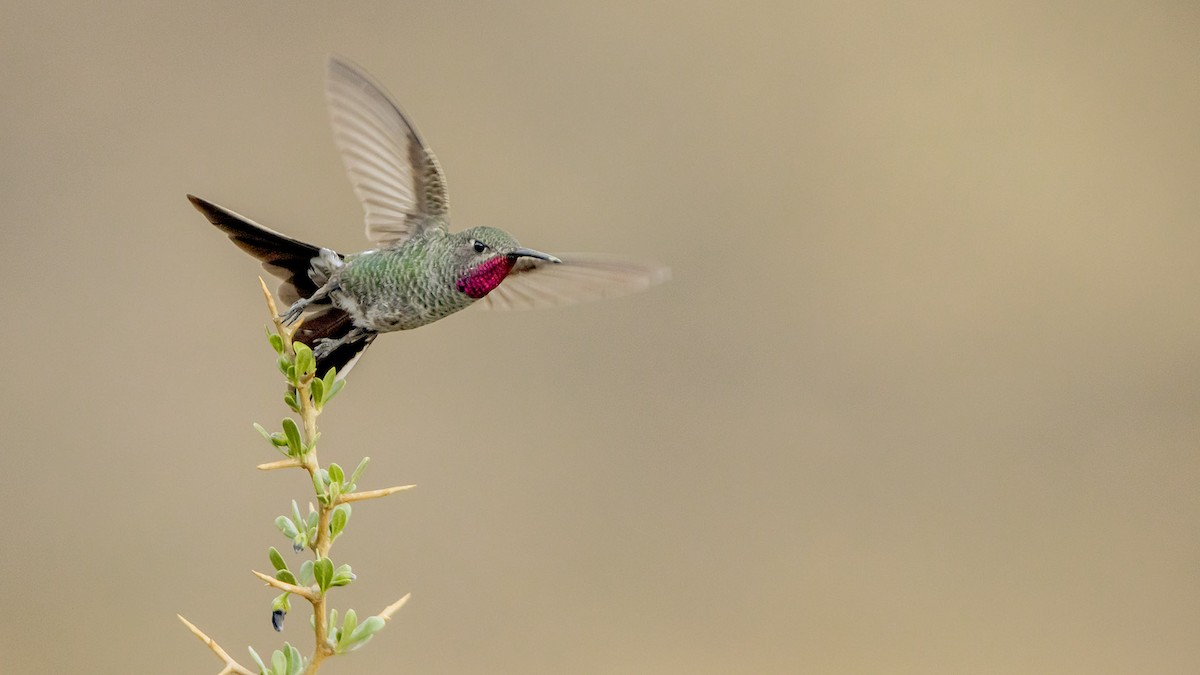 Bronze-tailed Comet - ML645144708