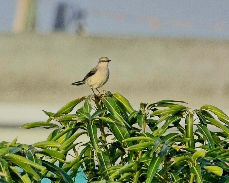 Tropikal Taklitçi - ML645144716