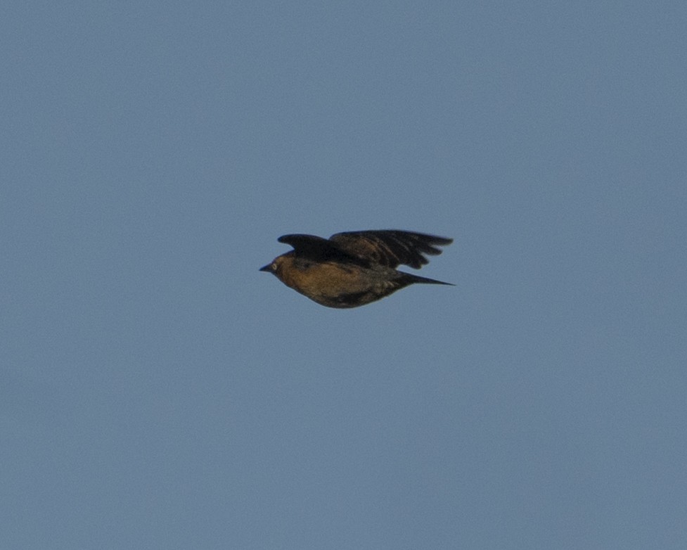 Rusty Blackbird - ML645144719