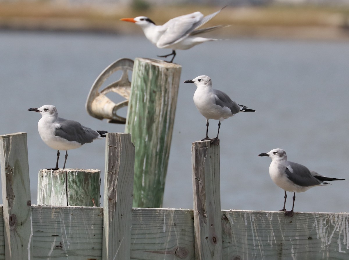 ワライカモメ - ML645144721