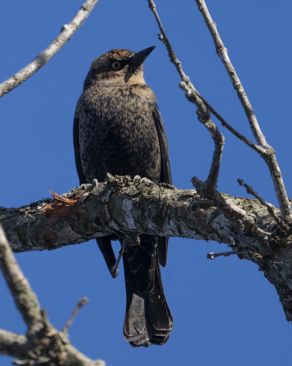 Rusty Blackbird - ML645144722