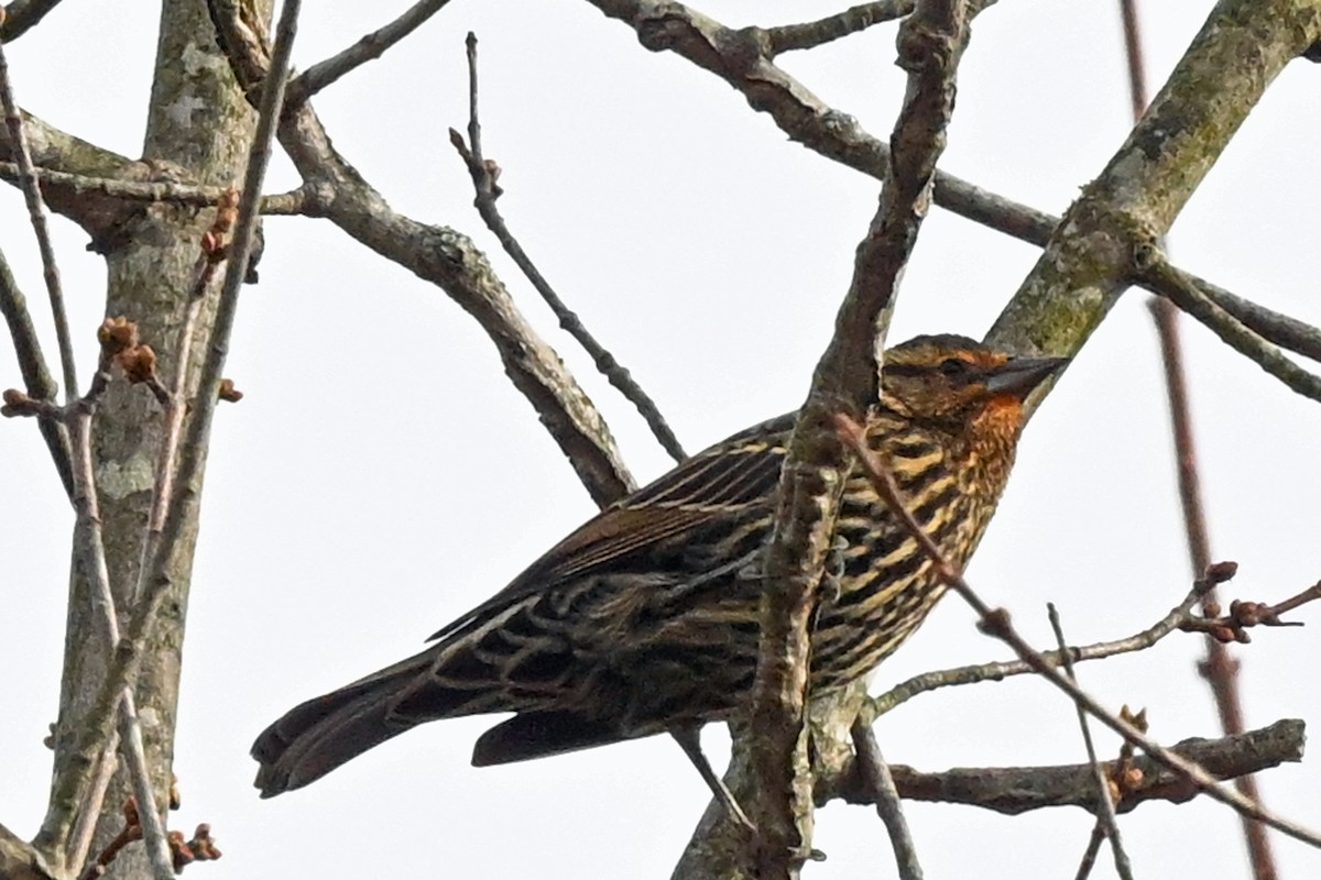 Red-winged Blackbird (Red-winged) - ML645144724