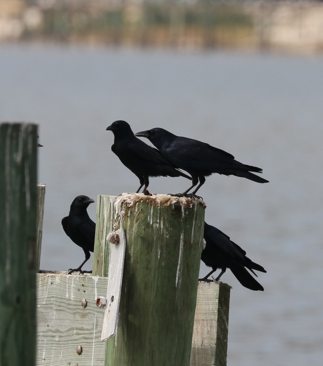 ウオガラス - ML645144731