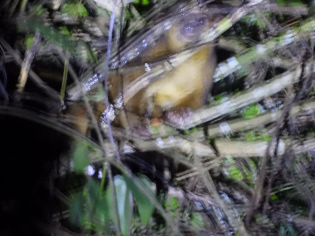 Bush Dog - ML645144734