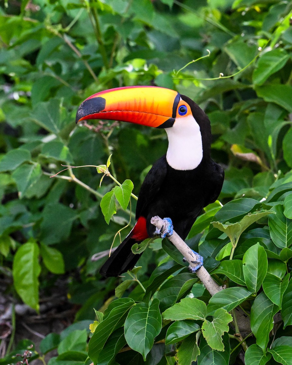 オニオオハシ - ML645144742