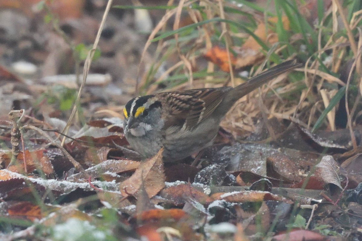 Белогорлая зонотрихия - ML645144743