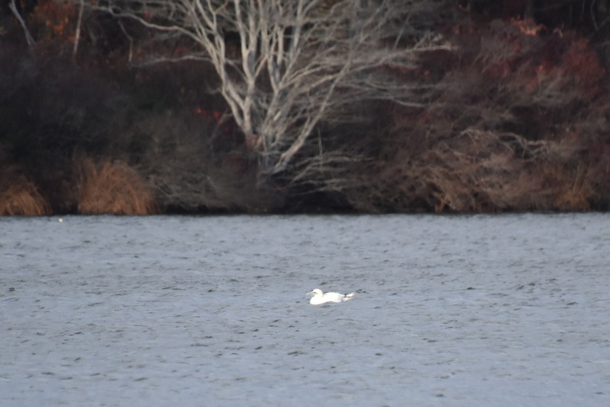 סולה מצויה - ML645144746