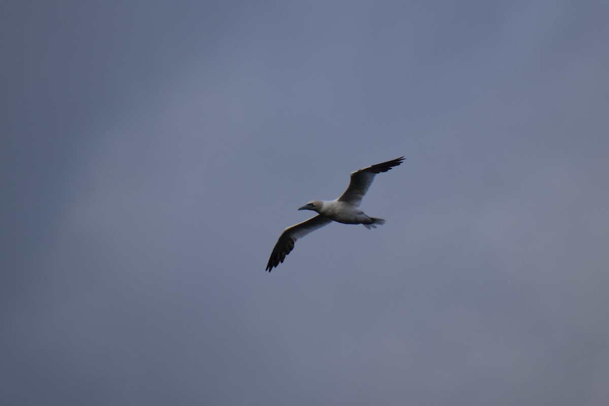 סולה מצויה - ML645144747