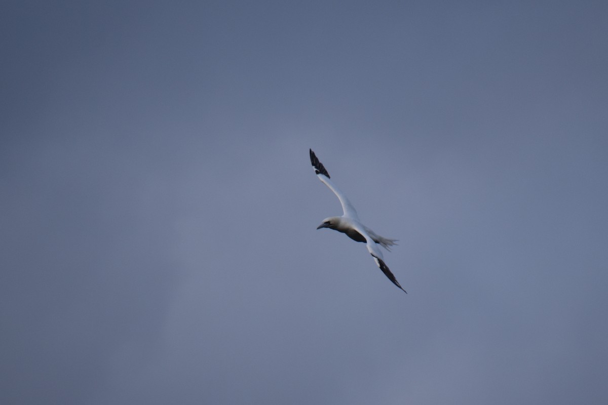 סולה מצויה - ML645144748