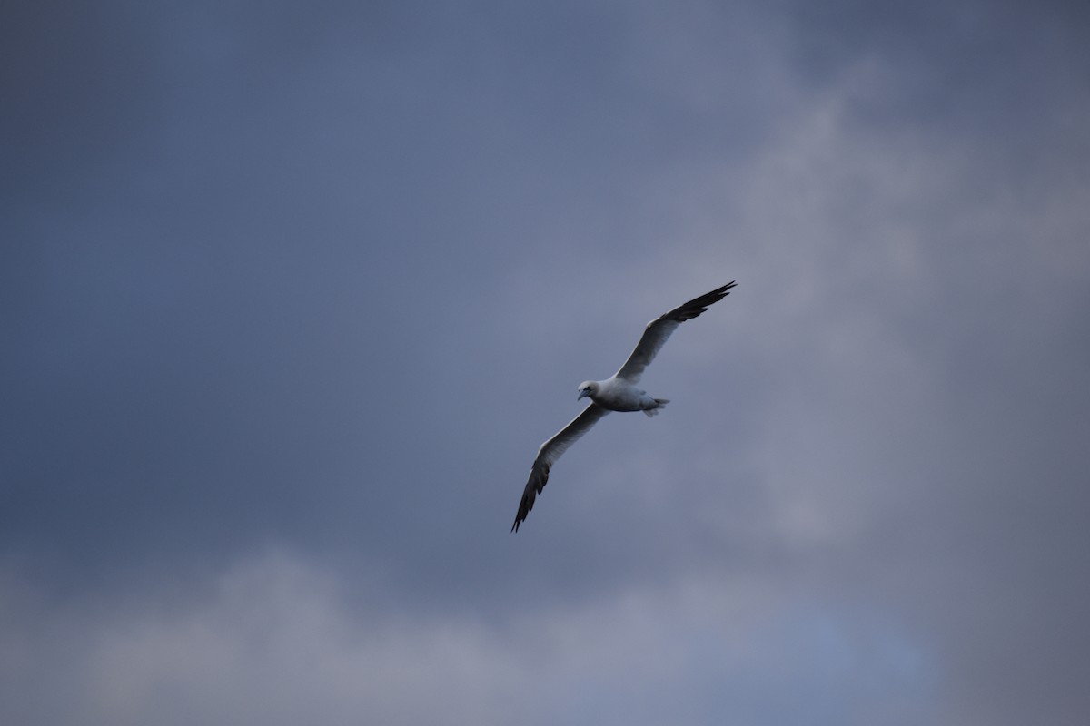 סולה מצויה - ML645144749