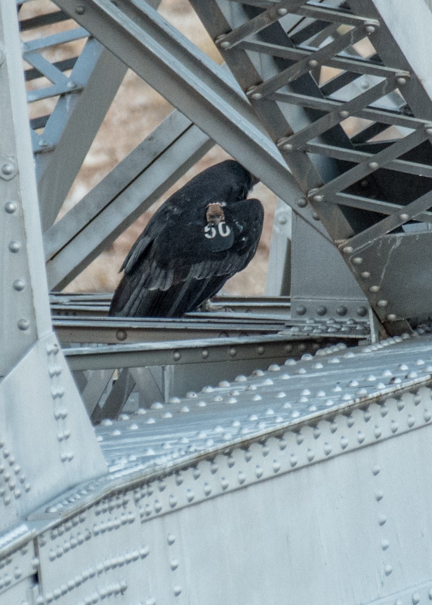 California Condor - ML645144756