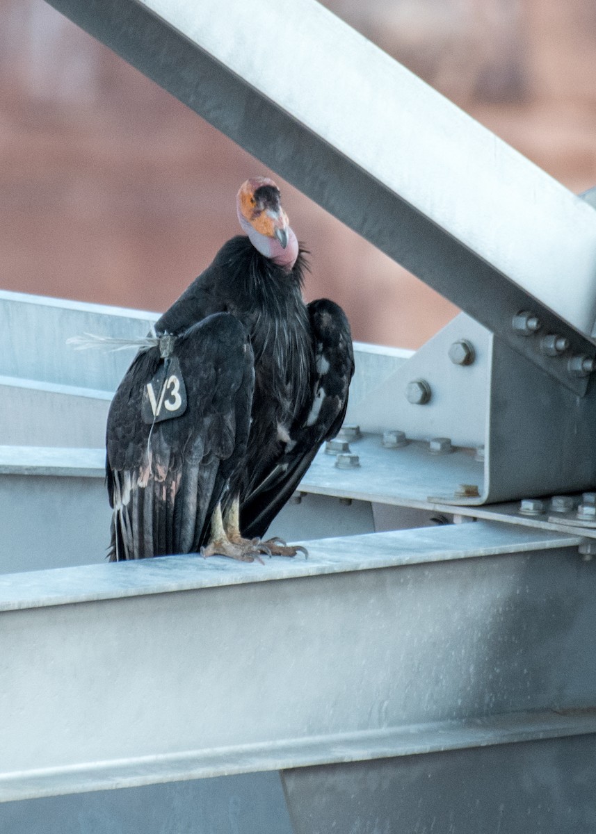 California Condor - ML645144757