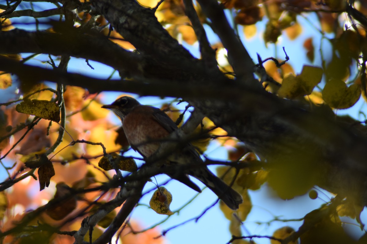 American Robin - ML645144762