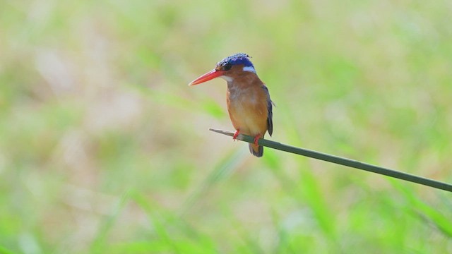 Рибалочка діадемовий - ML645144766