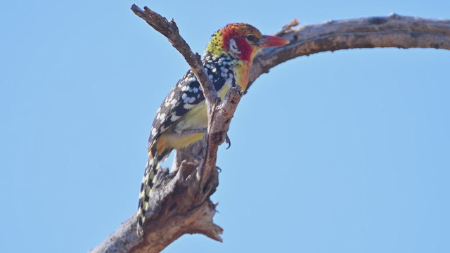 Барбудо вогнистоголовий - ML645144771