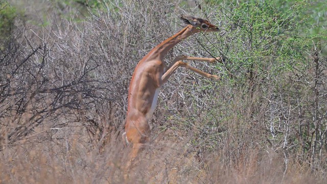 Gerenuk - ML645144784