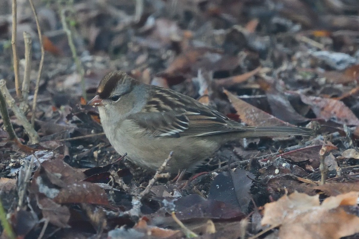 Белобровая овсянка - ML645144786