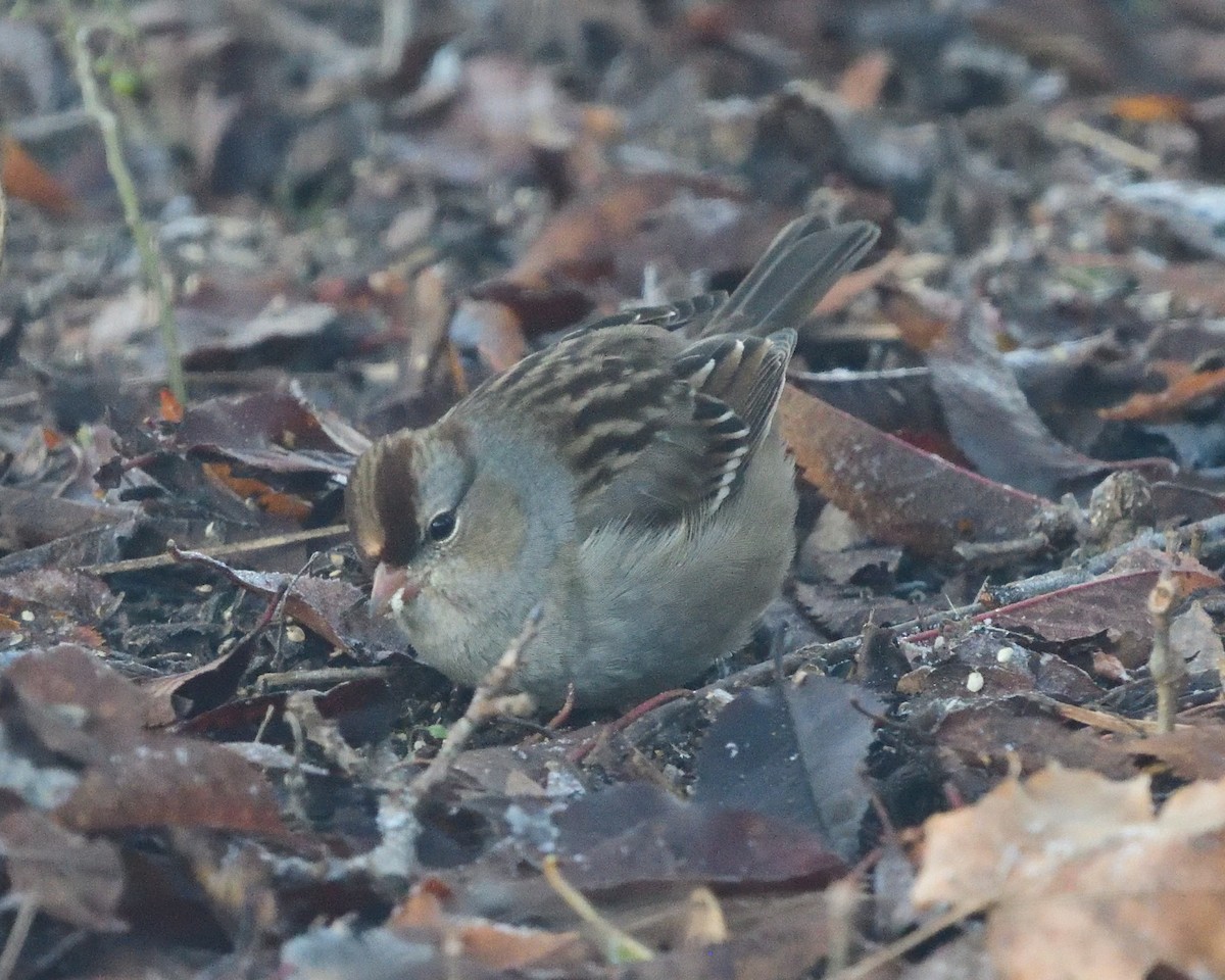 Белобровая овсянка - ML645144787