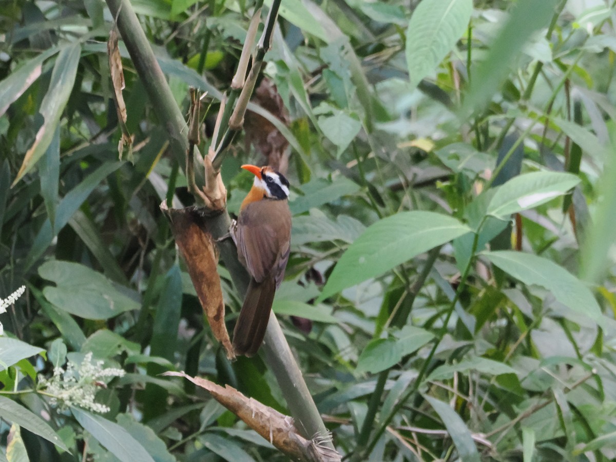Black-crowned Scimitar-Babbler - ML645144789