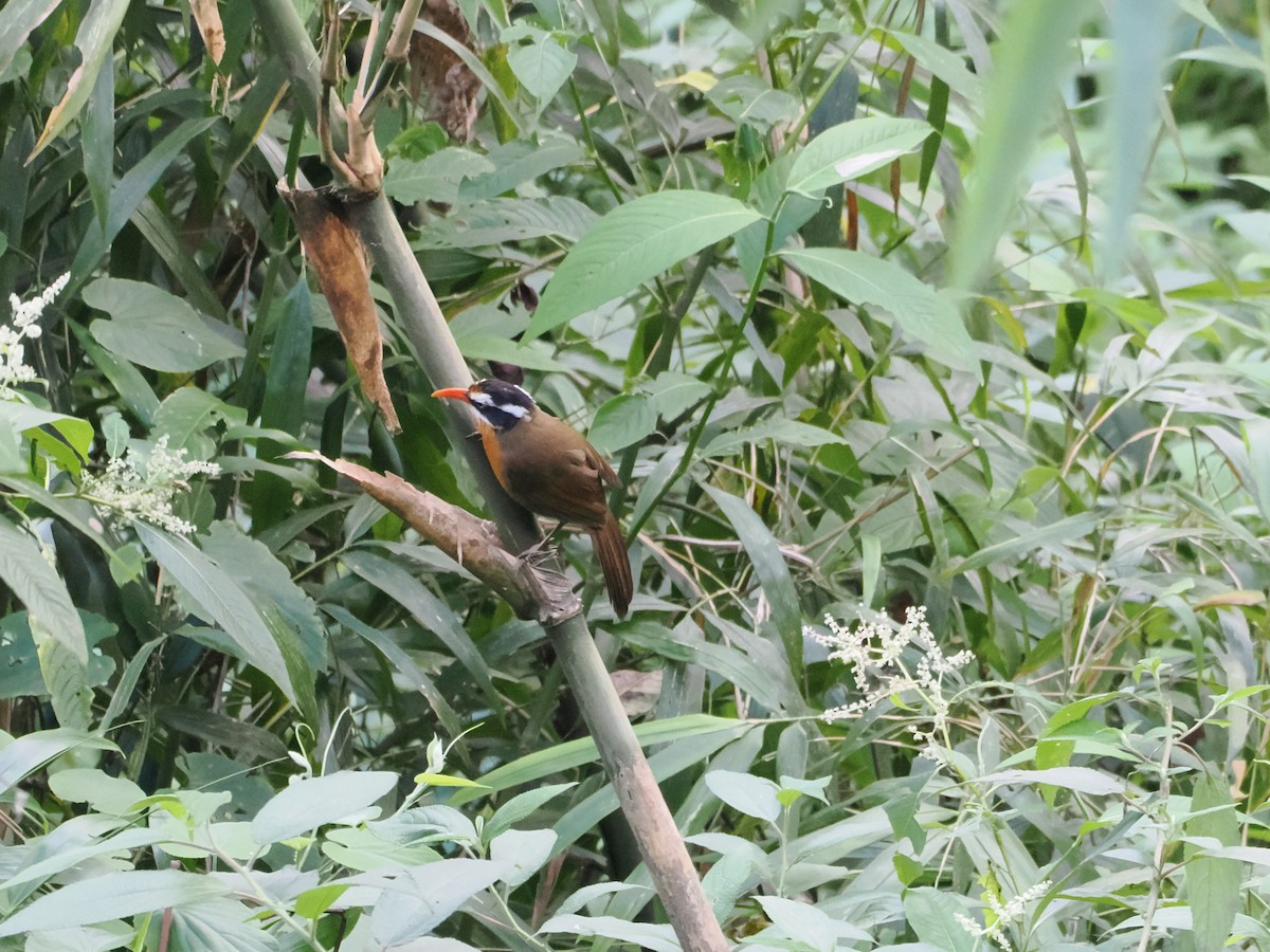 Black-crowned Scimitar-Babbler - ML645144790