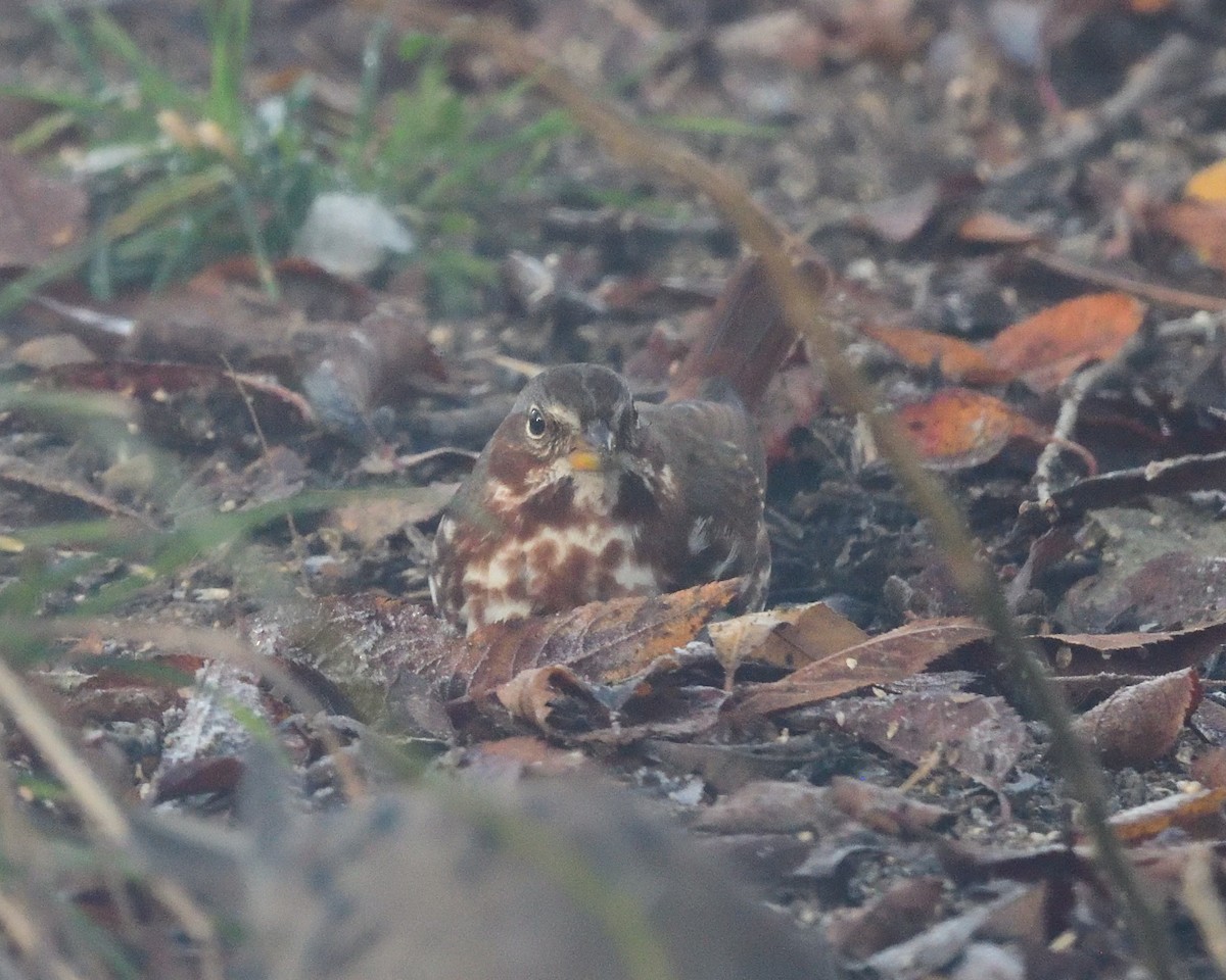 Пестрогрудая овсянка (Лисья) - ML645144816