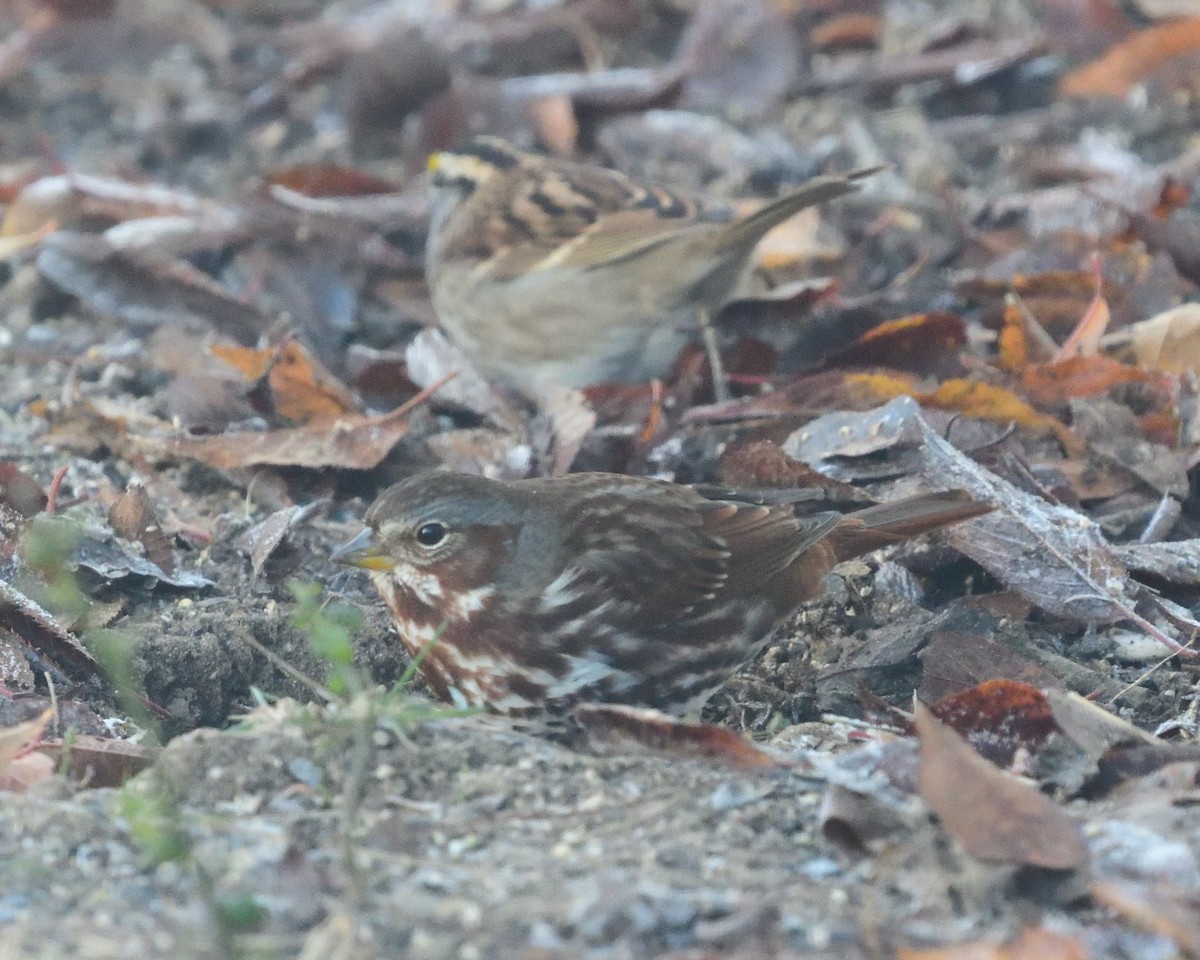 Пестрогрудая овсянка (Лисья) - ML645144817