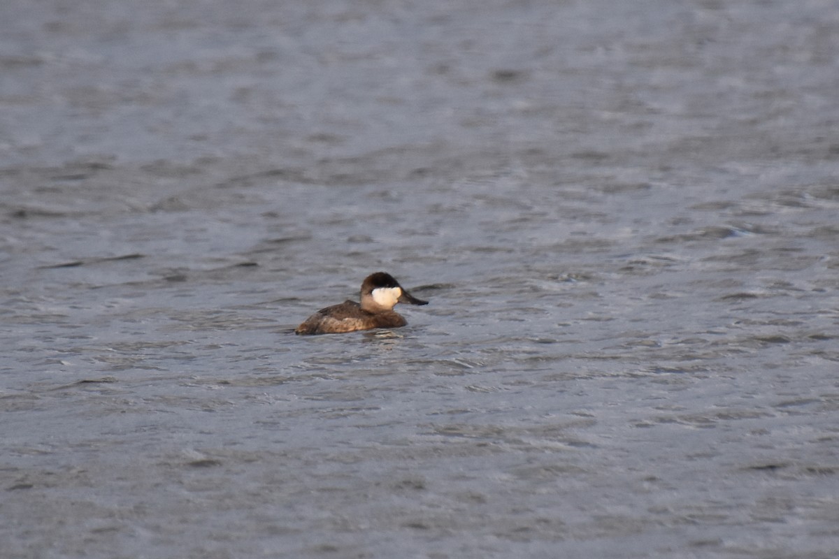 Савка американська - ML645144828