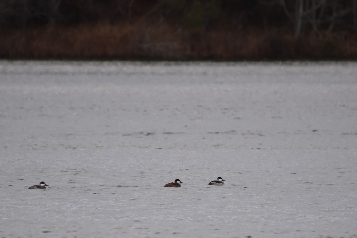 Савка американська - ML645144829