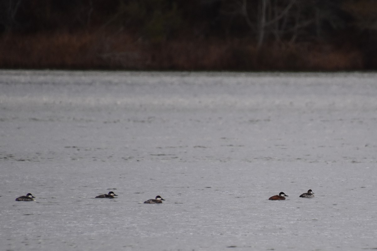 Савка американська - ML645144830