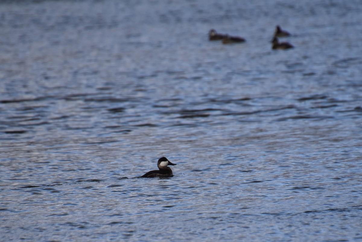 Савка американська - ML645144831