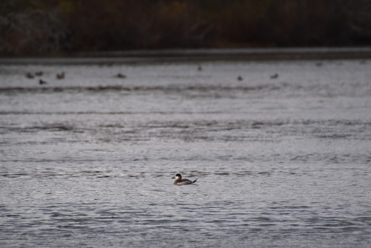 Савка американська - ML645144832