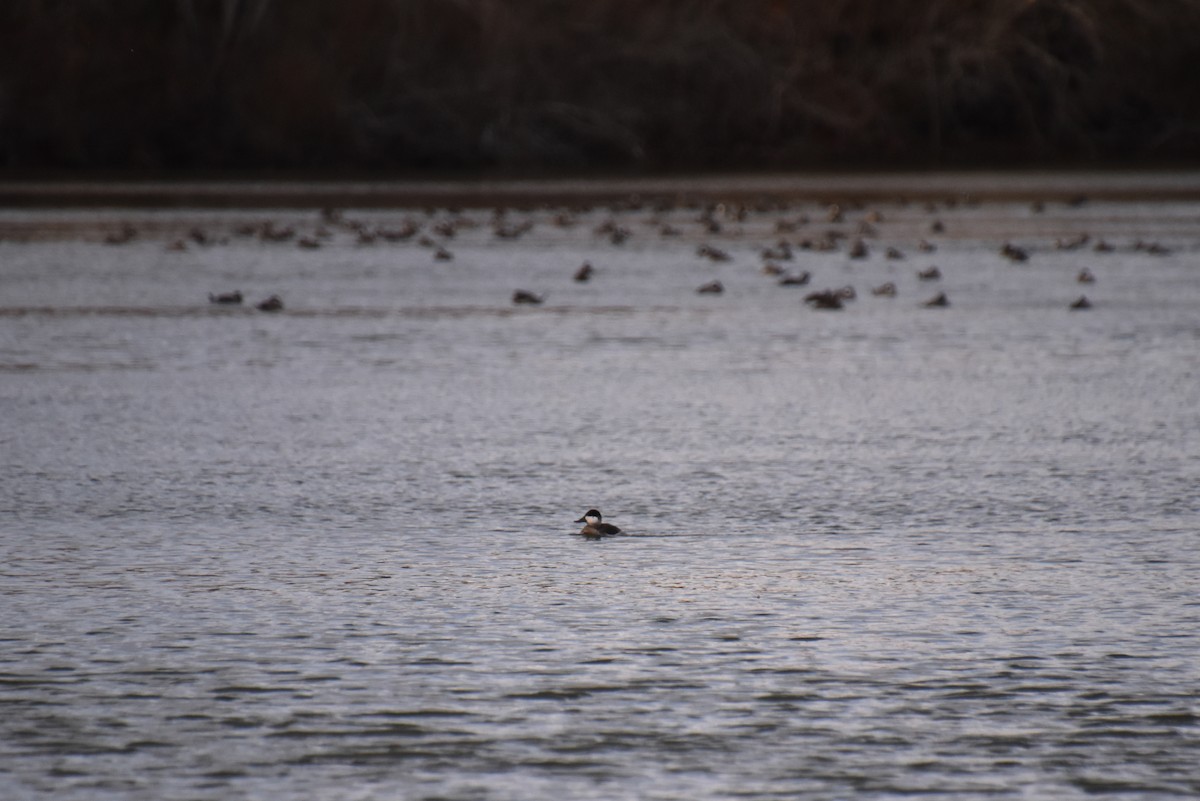 Савка американська - ML645144833