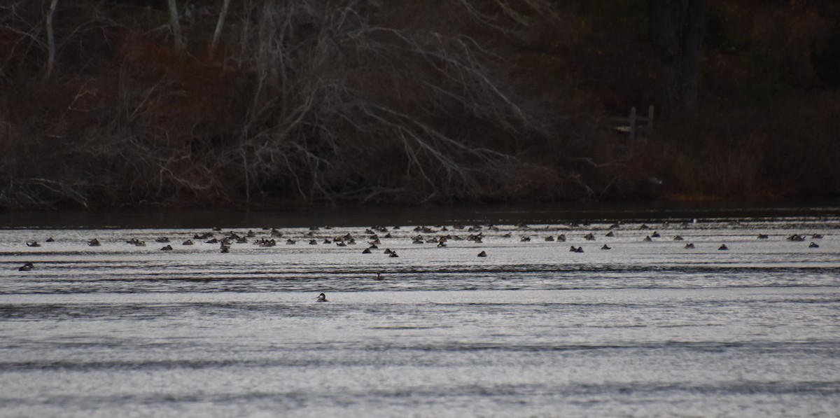 Савка американська - ML645144835