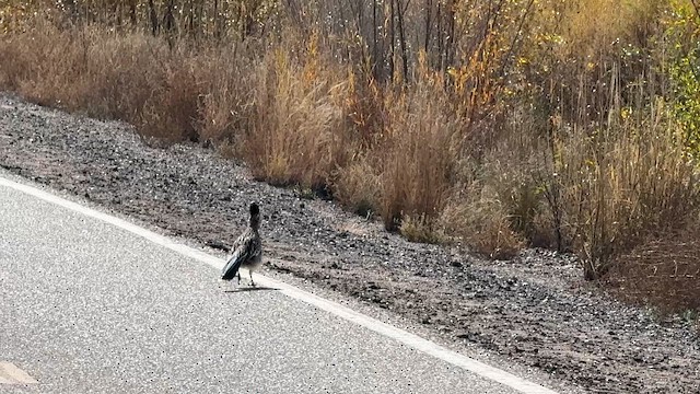 Таязура-подорожник каліфорнійська - ML645144845