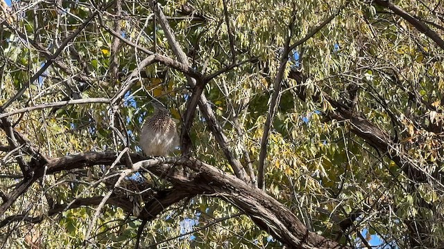 Таязура-подорожник каліфорнійська - ML645144846