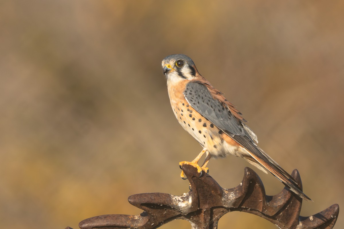 בז אמריקני - ML645144852
