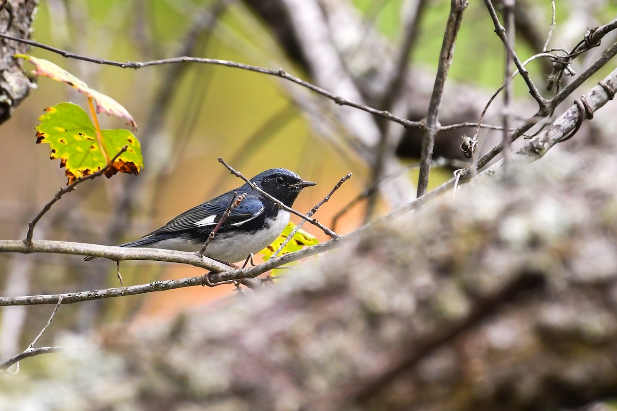 Black-throated Blue Warbler - ML645144872