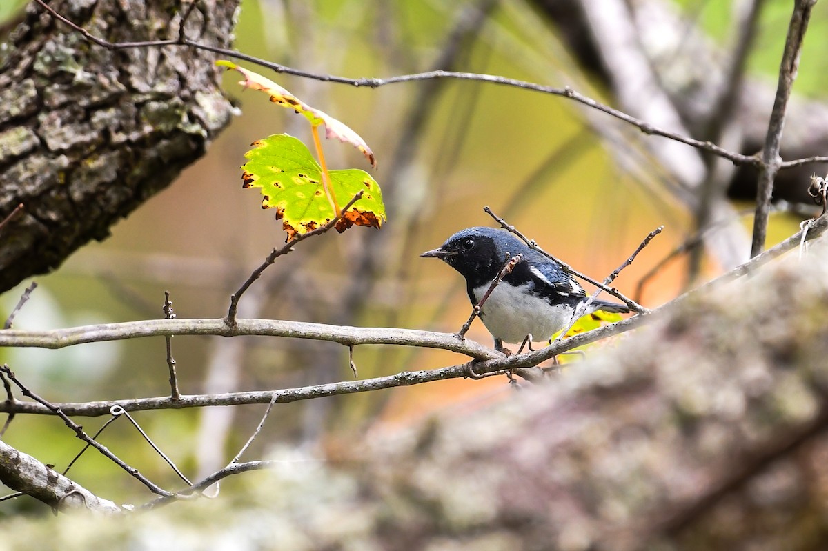 Black-throated Blue Warbler - ML645144873