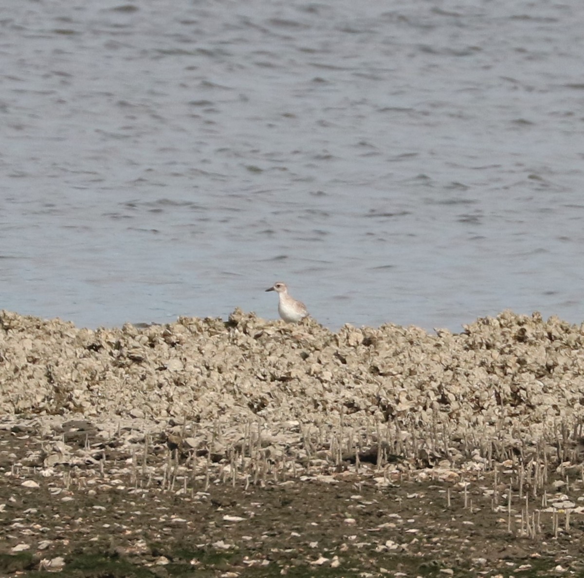 Chorlito Gris - ML645144886