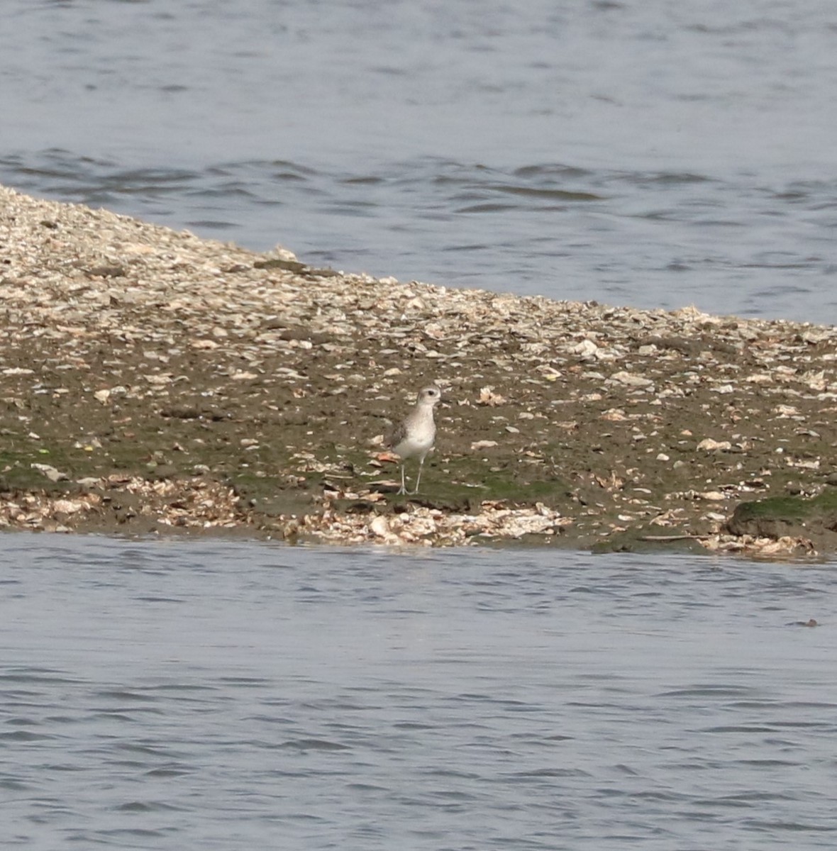 Chorlito Gris - ML645144887