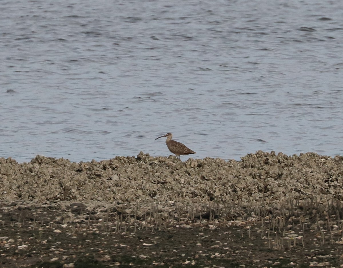 Hudsonian Whimbrel - ML645144889