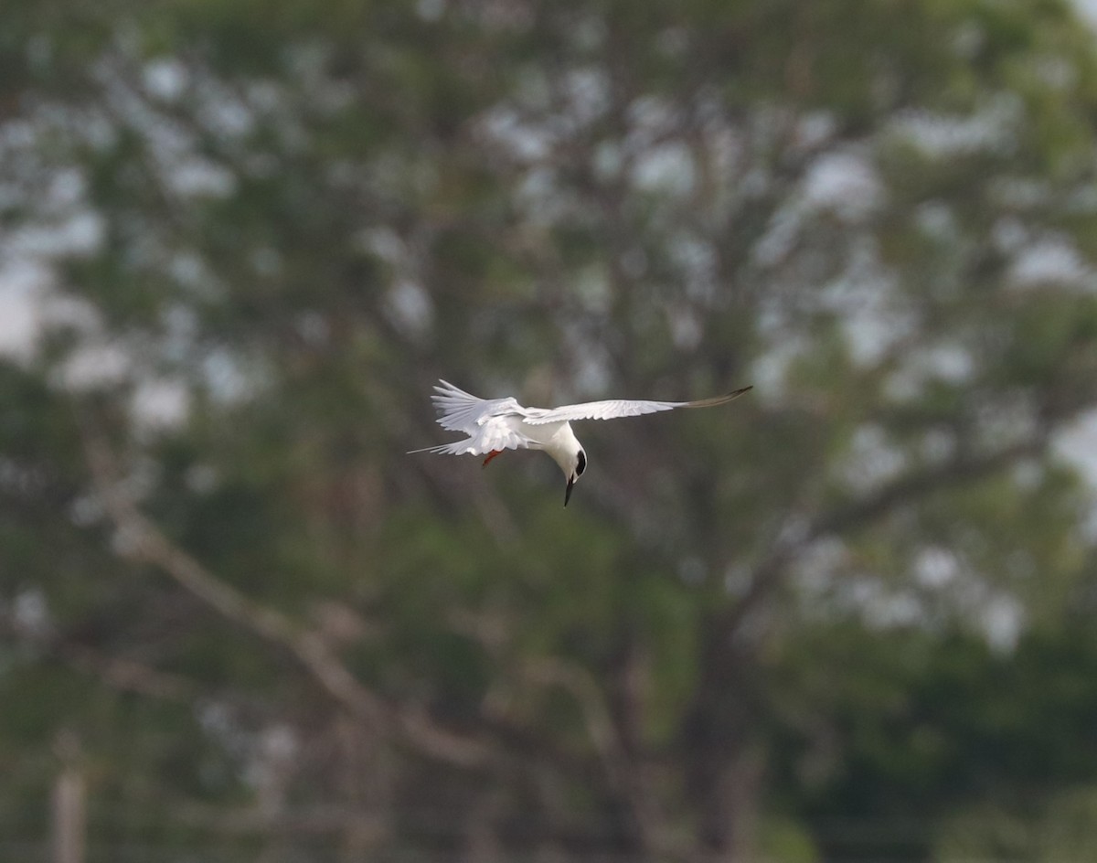 Forster's Tern - ML645144893