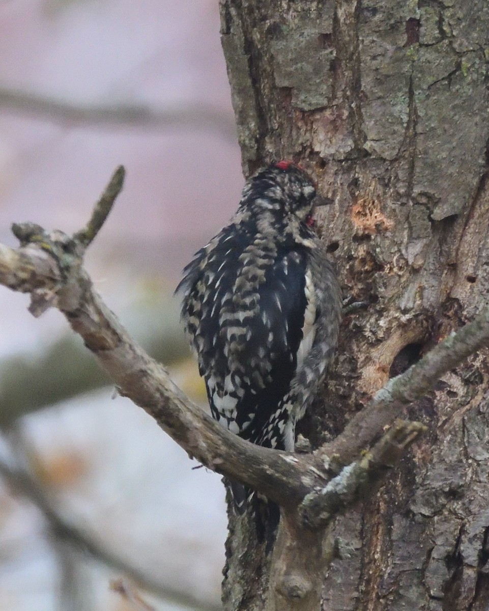 Желтобрюхий дятел-сокоед - ML645144895