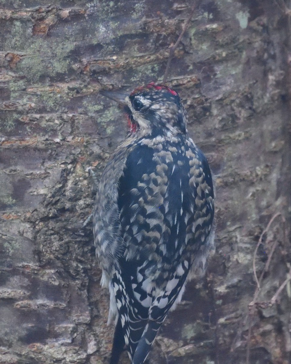 Желтобрюхий дятел-сокоед - ML645144896