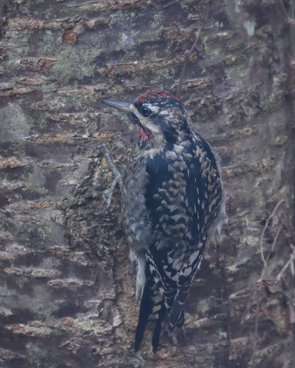 Желтобрюхий дятел-сокоед - ML645144897