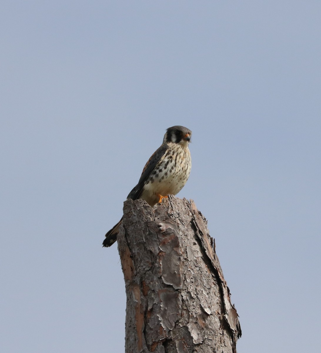 בז אמריקני - ML645144898