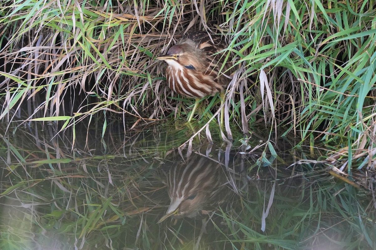 Amerika Balabanı - ML645144906