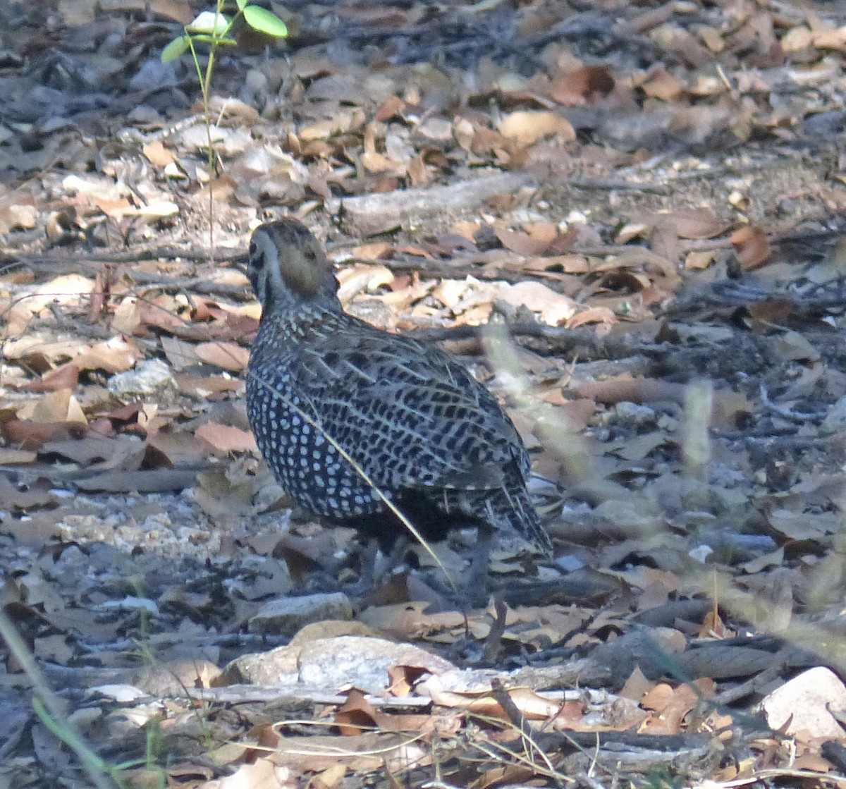 Montezuma Quail - ML645144908
