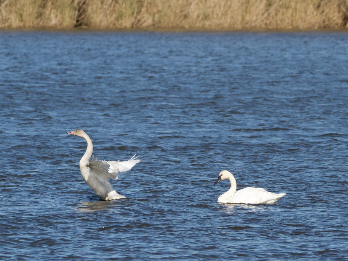 Tundra Swan - ML645144926